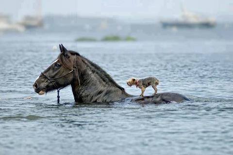 konj i pas